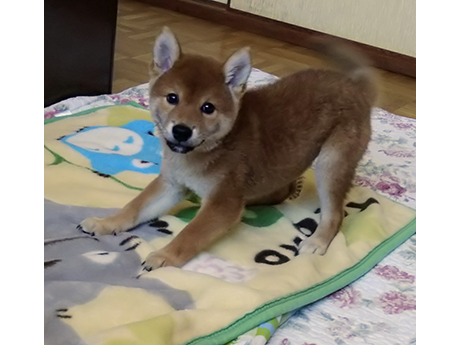 2465-03.(赤柴犬)