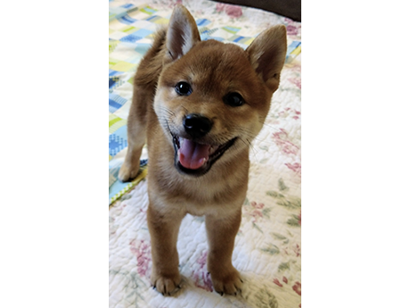 2466-01(赤柴犬)