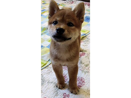 2466-03(赤柴犬)