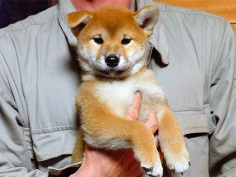 チコ０２(2467-00)