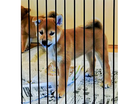 チコ０２(2467-01)