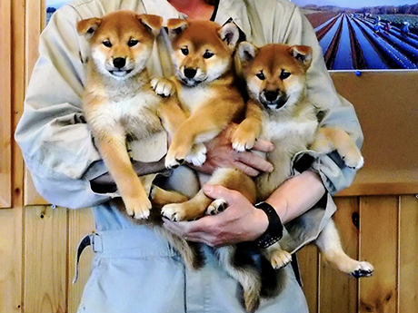 チコ０２(2467-02)