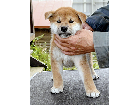 2468-01（赤柴犬）