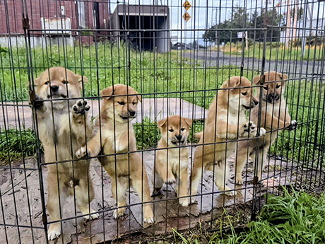 北天の千瑚の子犬たち