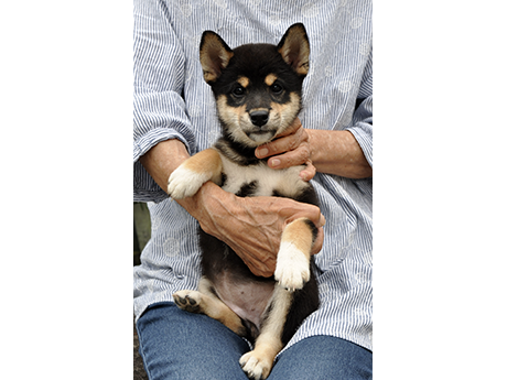 黒柴犬 2469-02