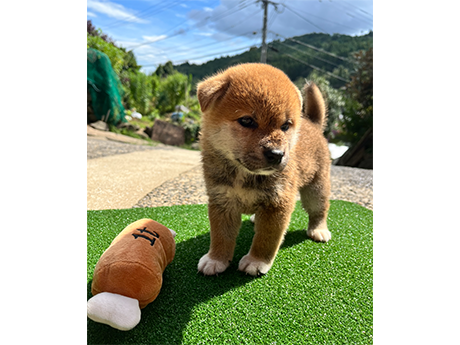 赤柴犬 2470-01