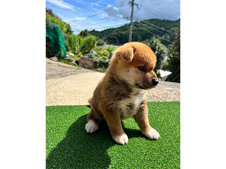 赤柴犬 2470-02