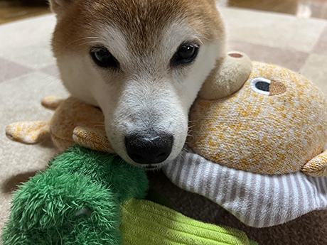 かえでちゃん ８歳になりました