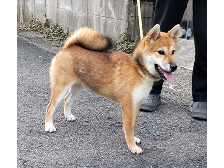 赤柴犬 s794