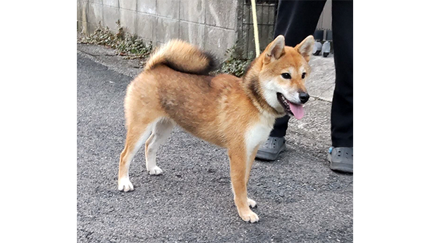 赤柴犬 s794