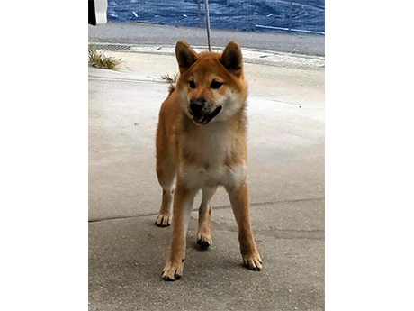赤柴犬 s796
