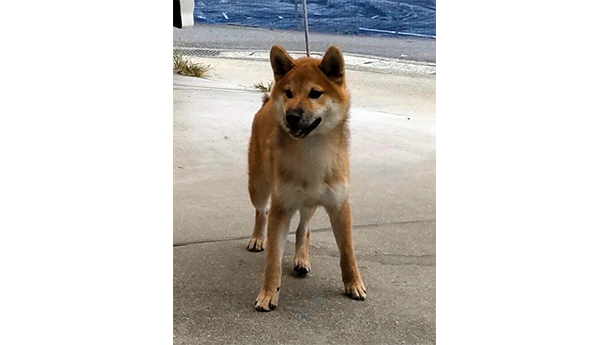 赤柴犬 s796
