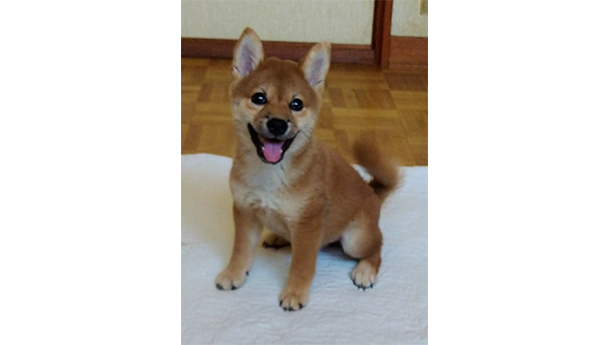 2463-01（赤柴犬）