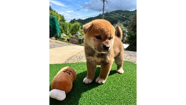 赤柴犬 2470-01