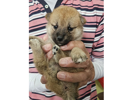 赤柴犬 2473-01
