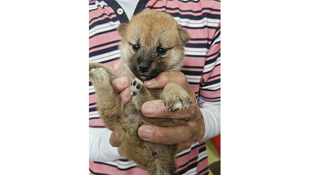 赤柴犬 2473-01