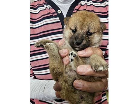 赤柴犬 2473-02