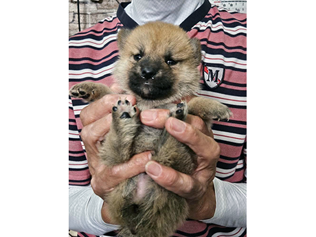 赤柴犬 2474-01