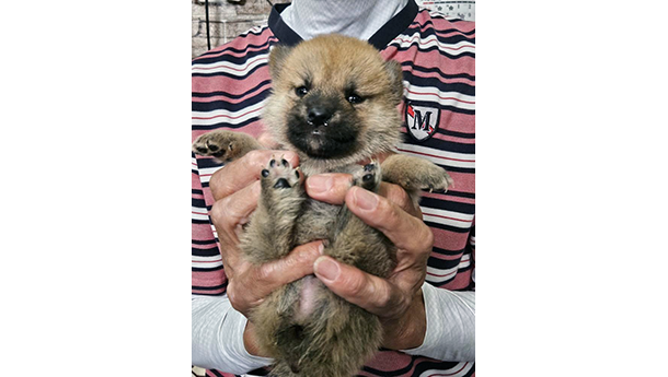 赤柴犬 2474-01