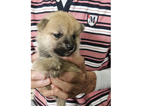 赤柴犬 2474-02