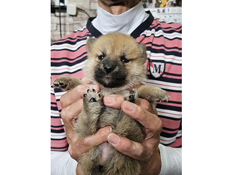 赤柴犬 2474-03