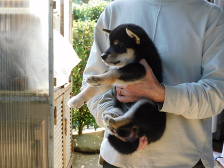 黒柴犬 2475-02