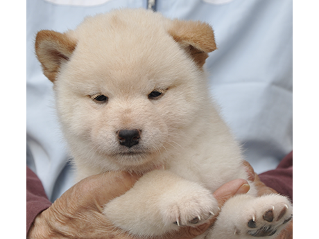 白柴犬 2476-01