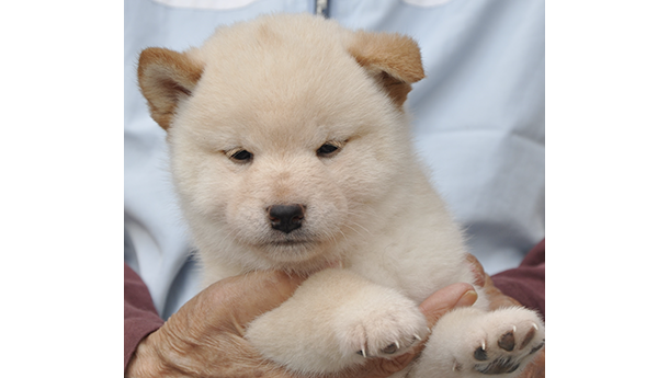 白柴犬 2476-01