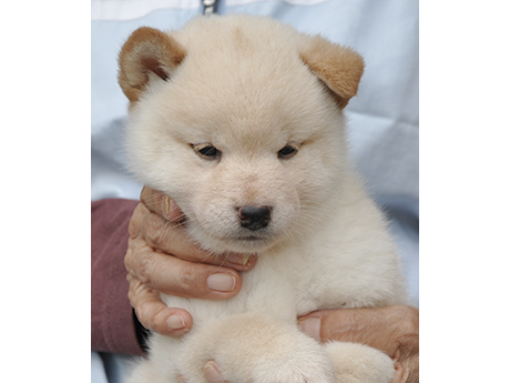 白柴犬 2476-02
