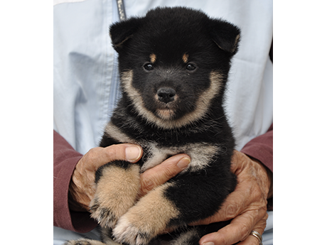 黒柴犬 2477-01