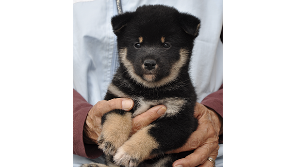 黒柴犬 2477-01