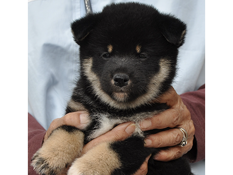黒柴犬 2477-02