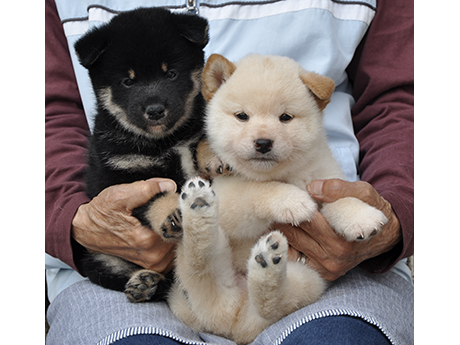 黒柴犬 2477-03