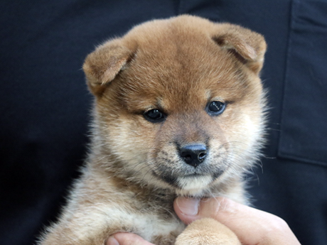 赤柴犬 2478-01