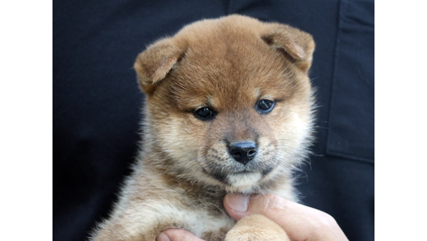 赤柴犬 2478-01