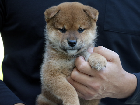 赤柴犬 2478-02