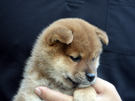 赤柴犬 2478-03