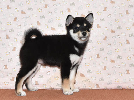黒柴犬(2479)