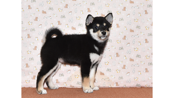 黒柴犬(2479)
