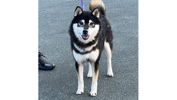 黒柴犬（s797)）