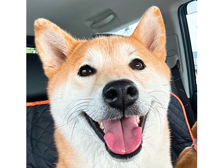 沙羅紗（赤柴犬）