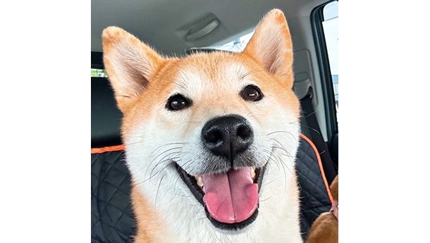 沙羅紗（赤柴犬）