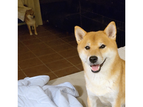 てつ（赤柴犬）