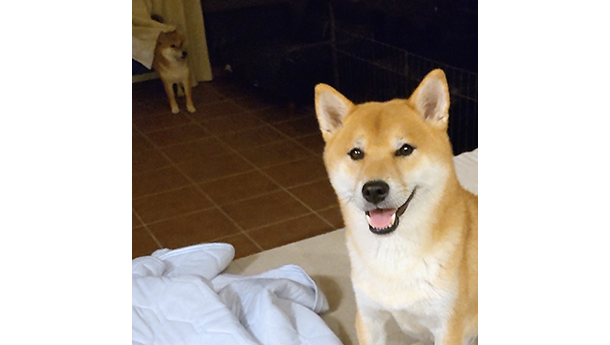 てつ（赤柴犬）
