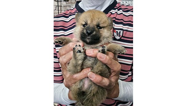 赤柴犬 2474-01