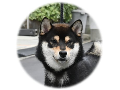 阿弥の爽鉄号