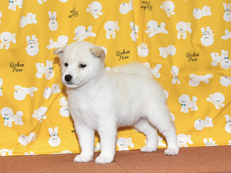 白柴犬 2487-03