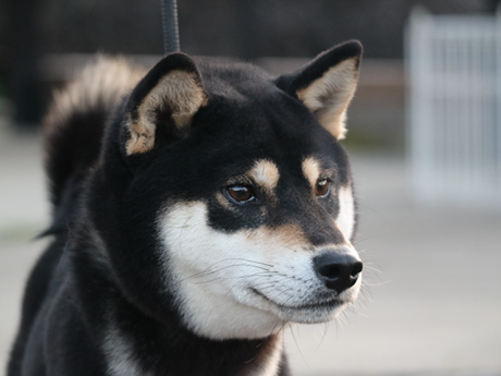 鹿児の百福号(鹿児大輝荘)