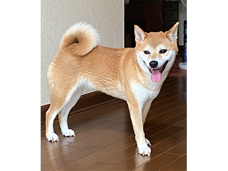 モモちゃん 4歳になりました