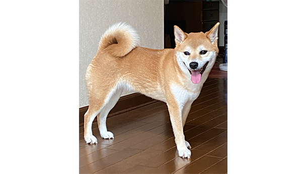 モモちゃん 4歳になりました